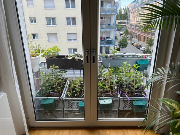 2022 auf meinem Balkon